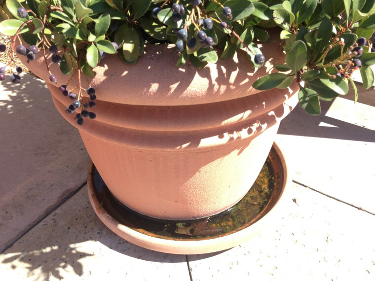 Don't Let Standing Water Stay in Your Tray for Long