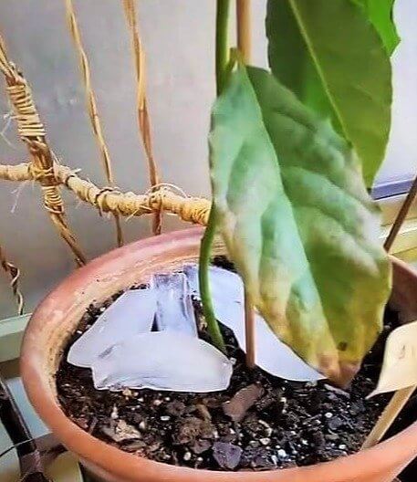 Regue suas plantas com gelo