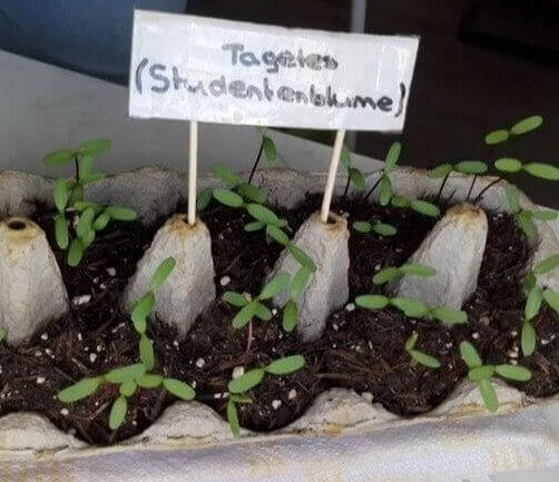 Use Egg Cartons to Propagate Seedlings