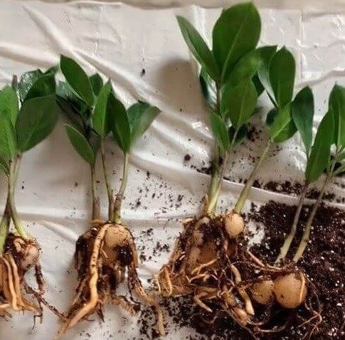 Certifique-se de afrouxar as raízes ao replantar uma planta