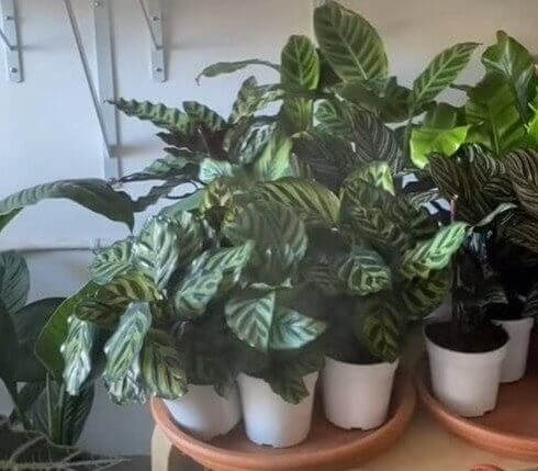 Dê alguns amigos à sua planta