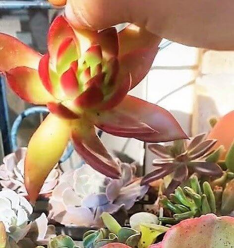 Let Certain Cuttings Dry