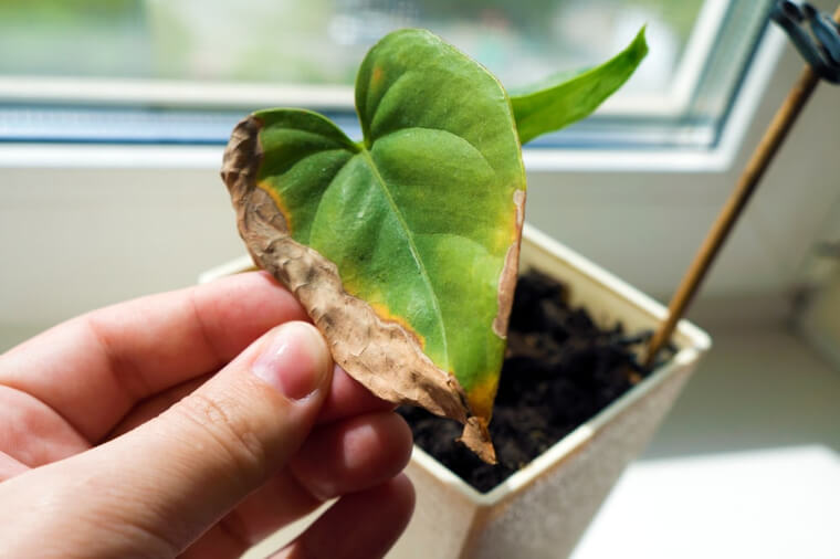 Separe as plantas que têm uma doença