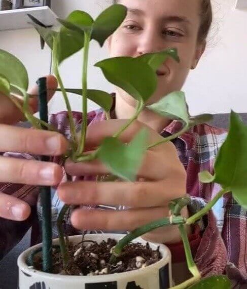 Use os pauzinhos para sustentar as plantas