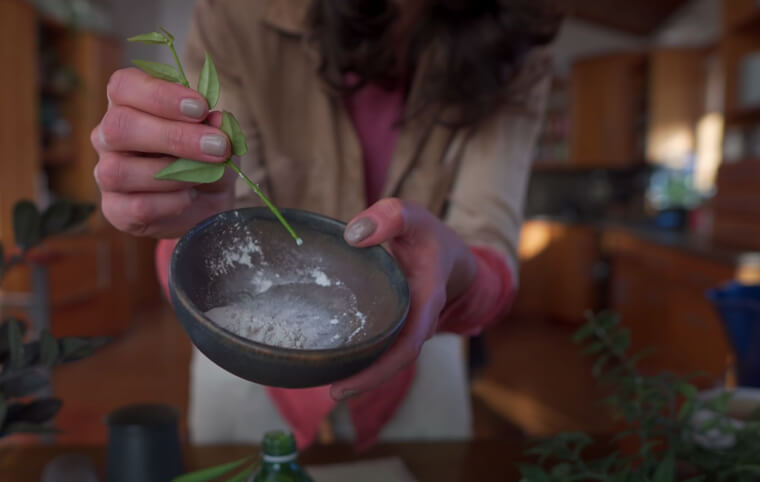 Styptic Prevents Plant Infections