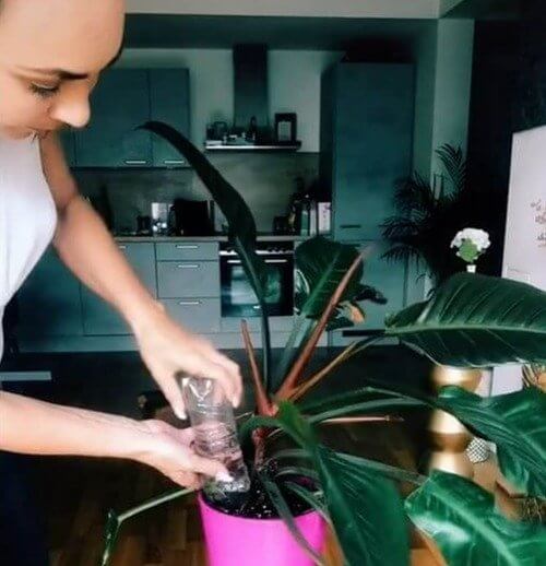 Deixe permanentemente um pouco de água em suas plantas
