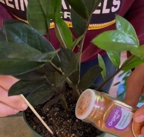 A canela ajuda a combater infecções