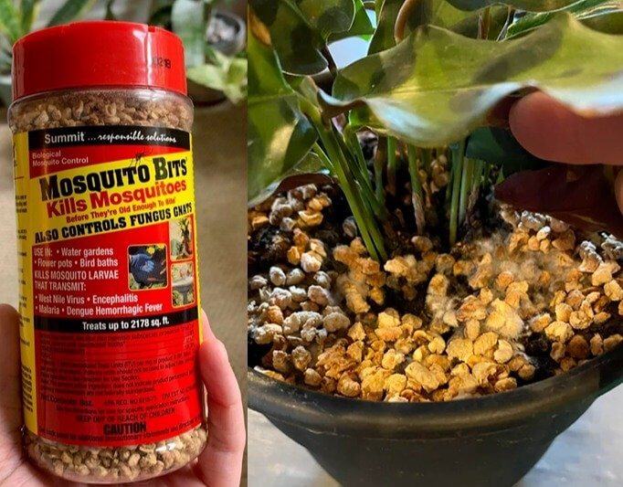 Picadas de mosquito podem combater pragas