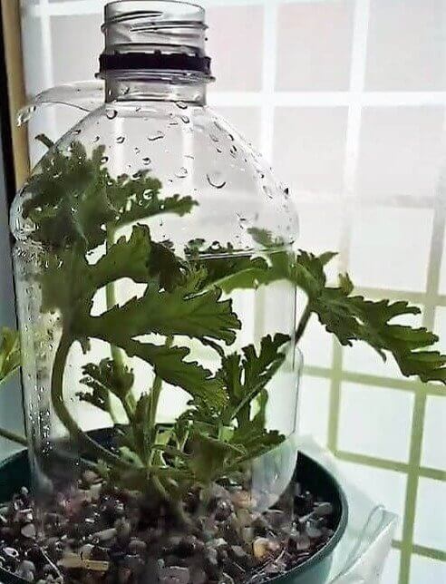 Como plantar uma mini-horta com facilidade