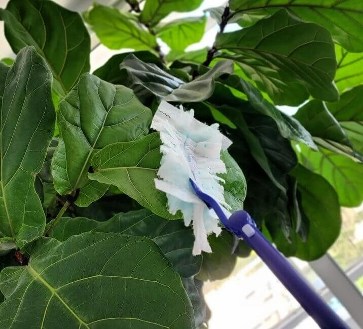 Tire o pó das folhas de sua planta