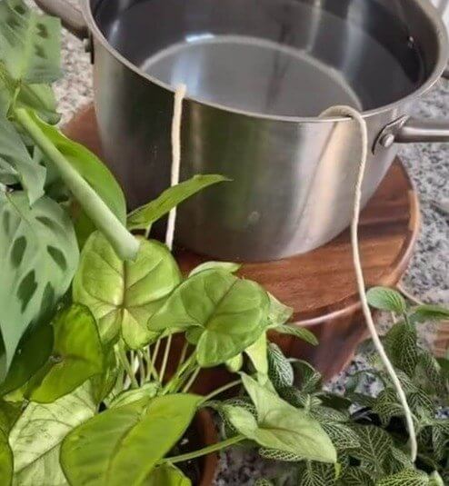 Como regar suas plantas enquanto você estiver fora