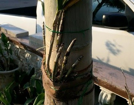 As meias-calças são ótimas para as orquídeas