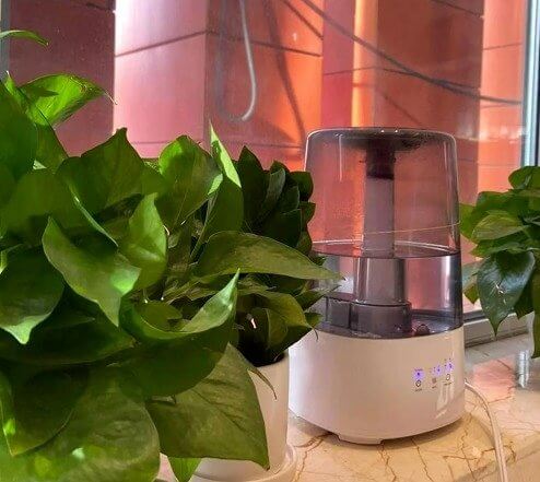 Adicione um pouco de umidade à sua casa - suas plantas agradecerão a você