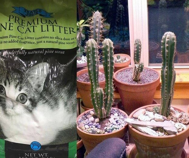 Use Kitty Litter For Cacti