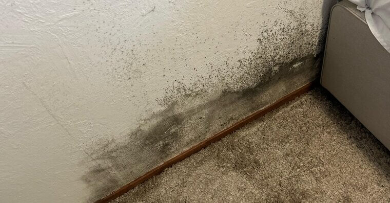 Mold Removal Products