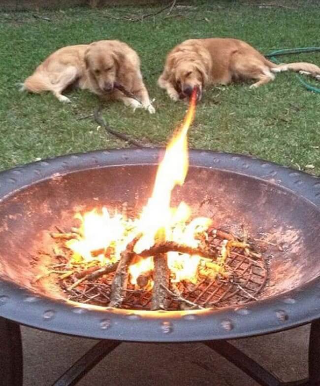 Fire Breathing Doggo