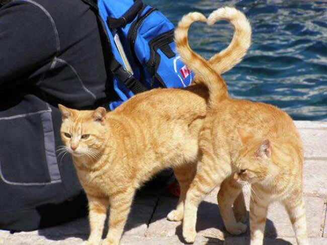 A “Tail” Of True Love