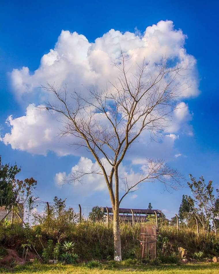 Just Some Clouds Supporting A Tree