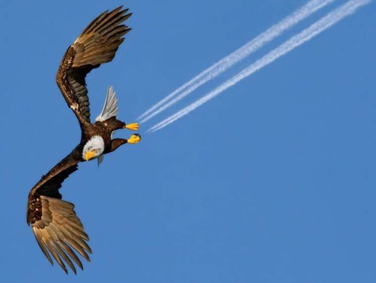 Fly Like An Eagle 'Till I'm Free