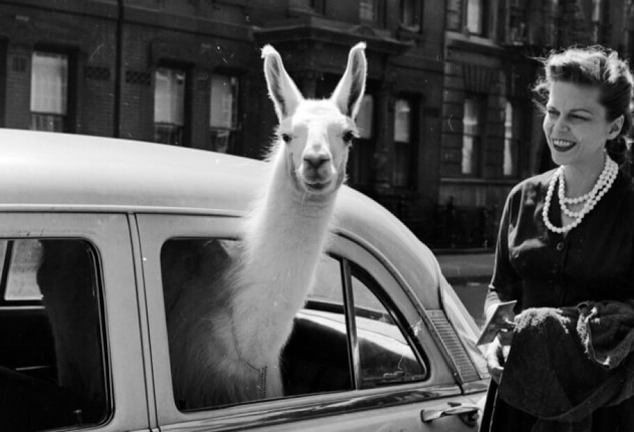 Sällsynta och fängslande historiska foton som de inte visade oss i skolan