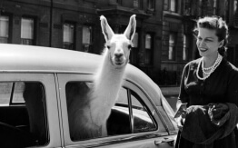 Sällsynta och fängslande historiska foton som de inte visade oss i skolan