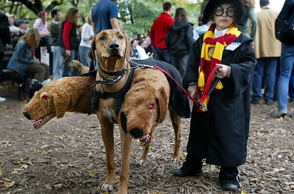 Harry Potter and Fluffy