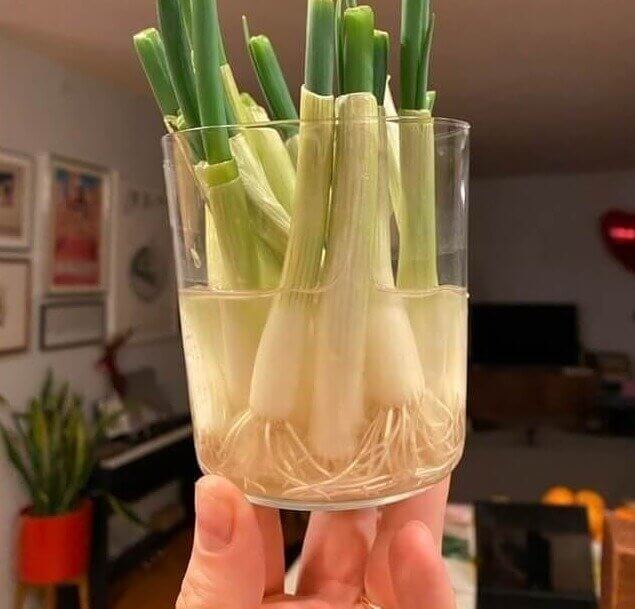 Lass deine Frühlingszwiebeln nachwachsen und spare etwas Geld