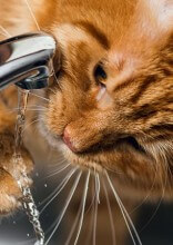 Does Your Cat Need To Drink More Water?