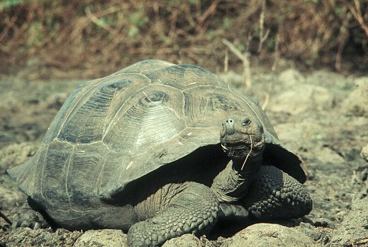 A Tortoise Single Handedly Saved His Species