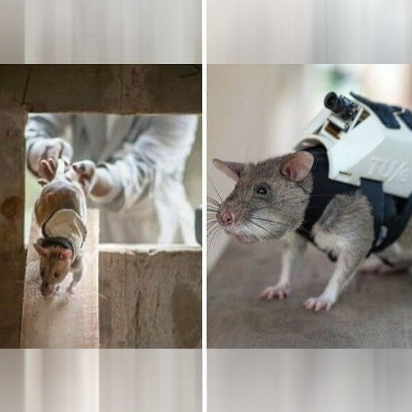 An Organization Trains an Army of Search Rats
