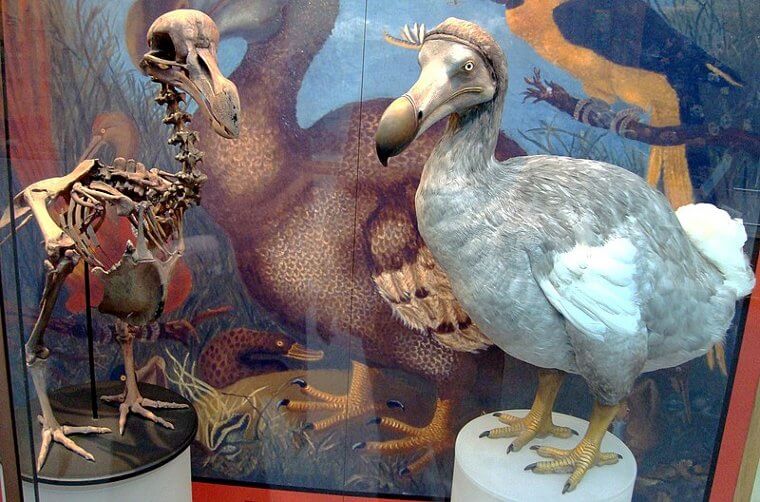The Dodo Bird Is On Its Way Back