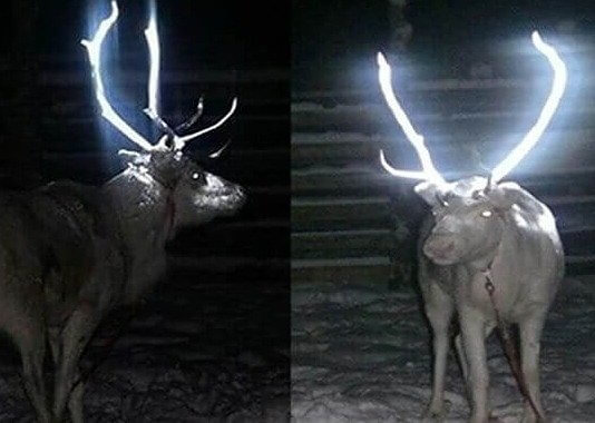 Finland Gives Reindeer Glow In The Dark Antlers