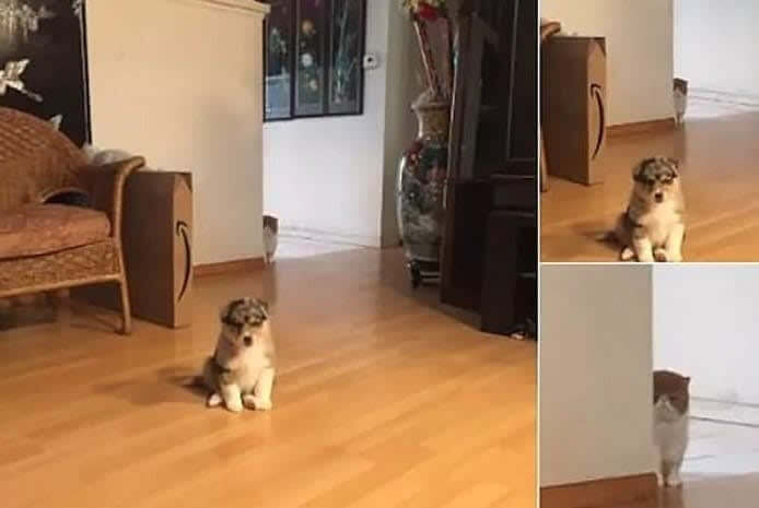 How To Get Away With A Murder: Cat Edition