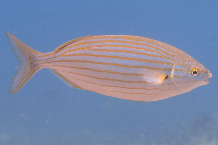 They Often Ate This Fish Because It Caused Hallucinations