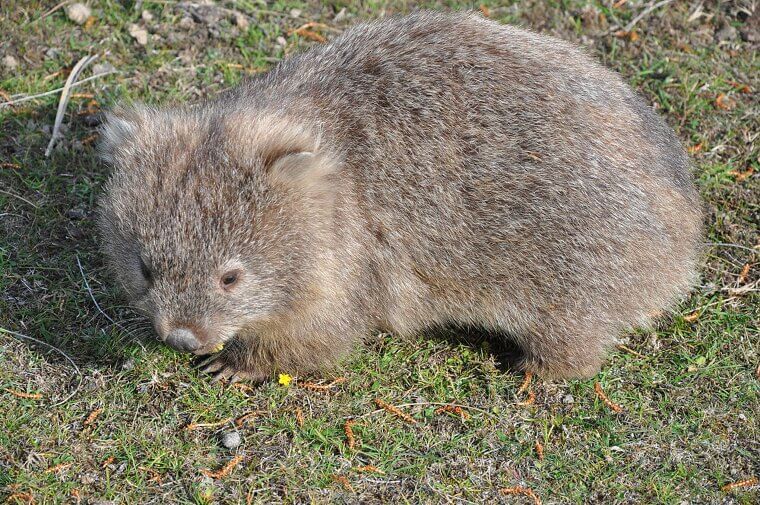 Wombats Are the Only Animals That Produce Cube-Shaped Droppings