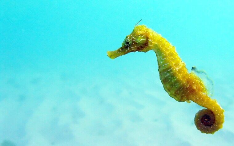 Male Seahorses Are the Ones Who Give Birth