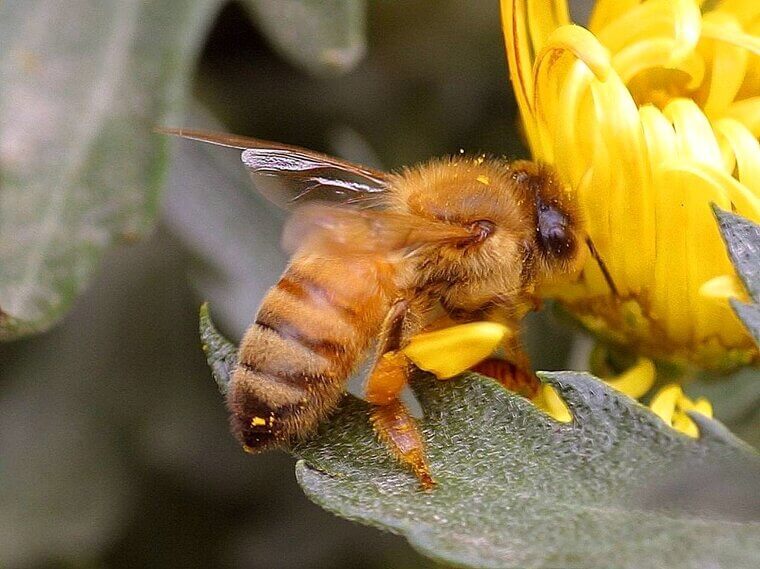 Honeybees Can Recognize Human Faces
