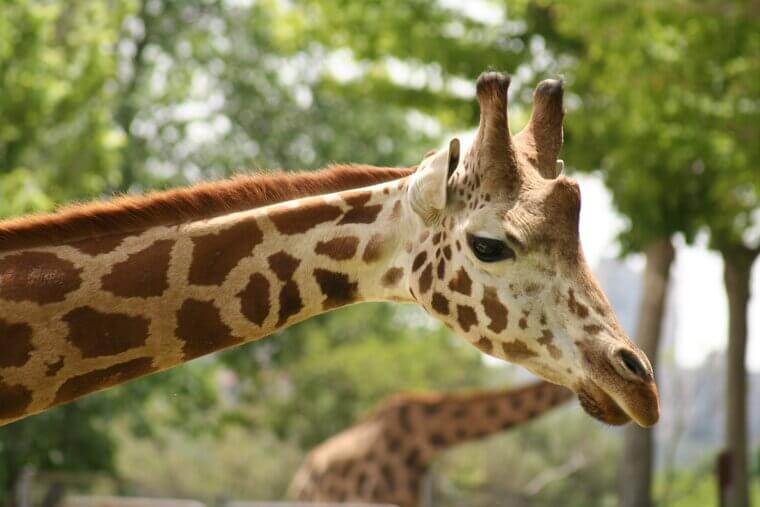 Giraffes Have the Same Number of Neck Bones as Humans