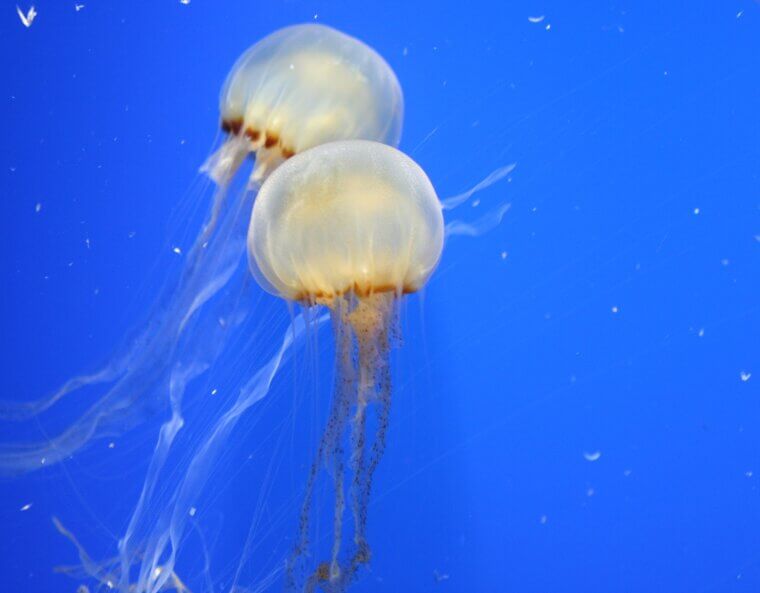 A Jellyfish Is 95% Water and Has No Brain