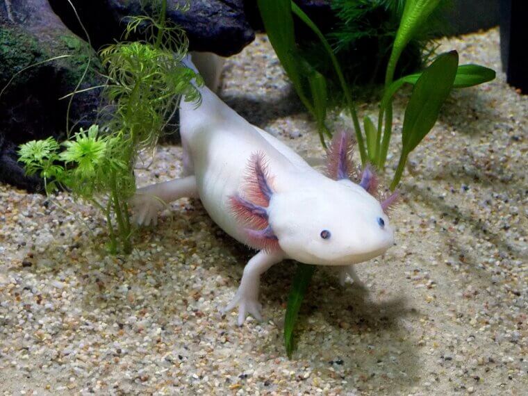 Axolotls Can Regrow Their Own Brains and Hearts