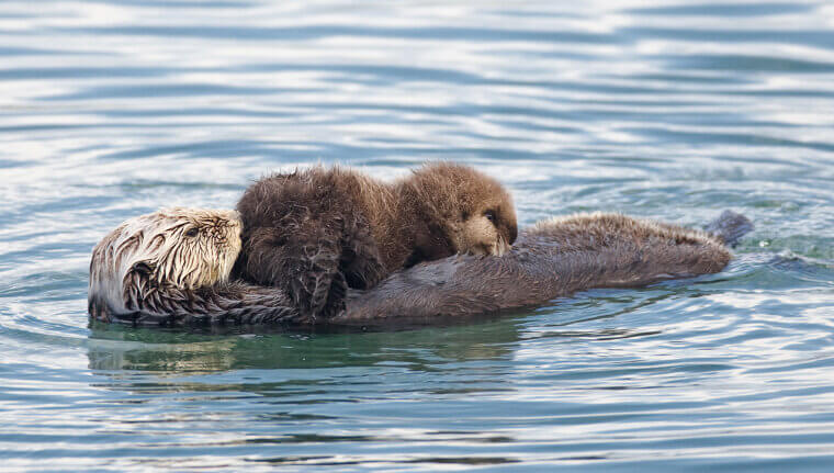 Sea Otters Hold Hands While They Sleep