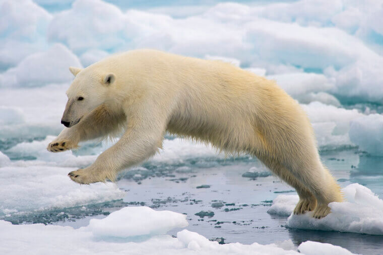 Polar Bear Skin Is Actually Black, Not White