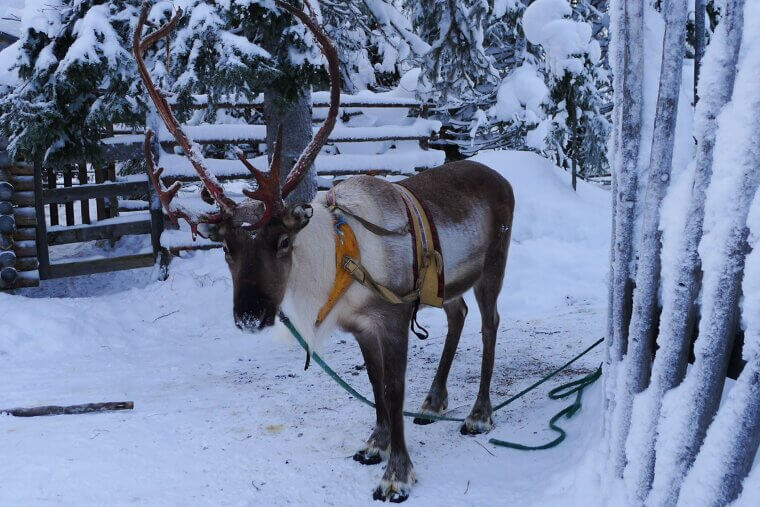 Reindeer Eyes Change Color From Gold to Blue in the Winter