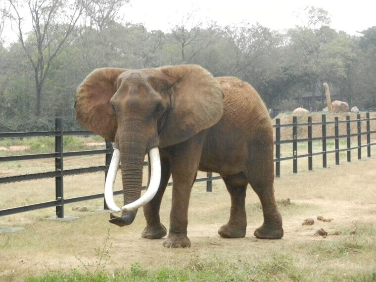 Elephants Are the Only Animals That Cannot Jump