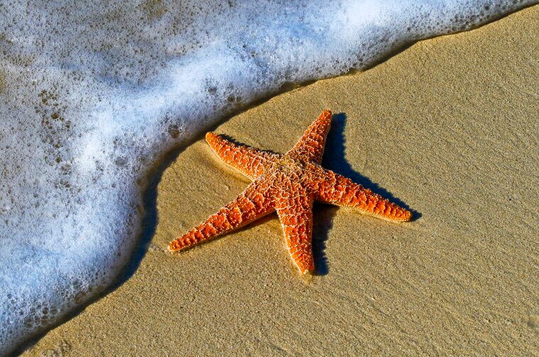 Starfish Can Turn Their Stomachs Inside Out to Eat