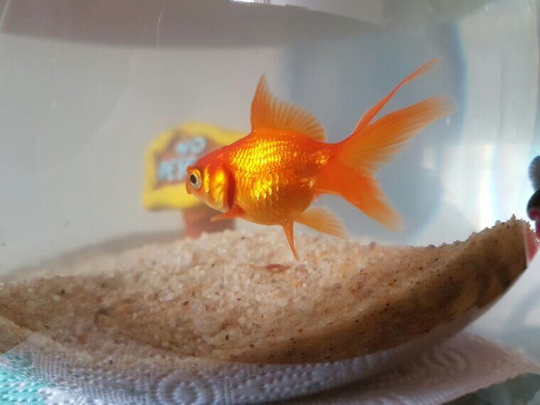 Goldfish Have a Memory Span Longer Than Three Seconds