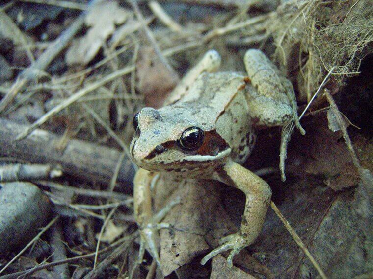 Wood Frogs Can Survive Being Literally Frozen Solid