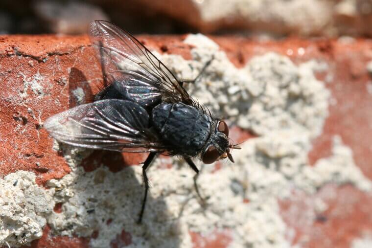 A Housefly Hums in the Key of F