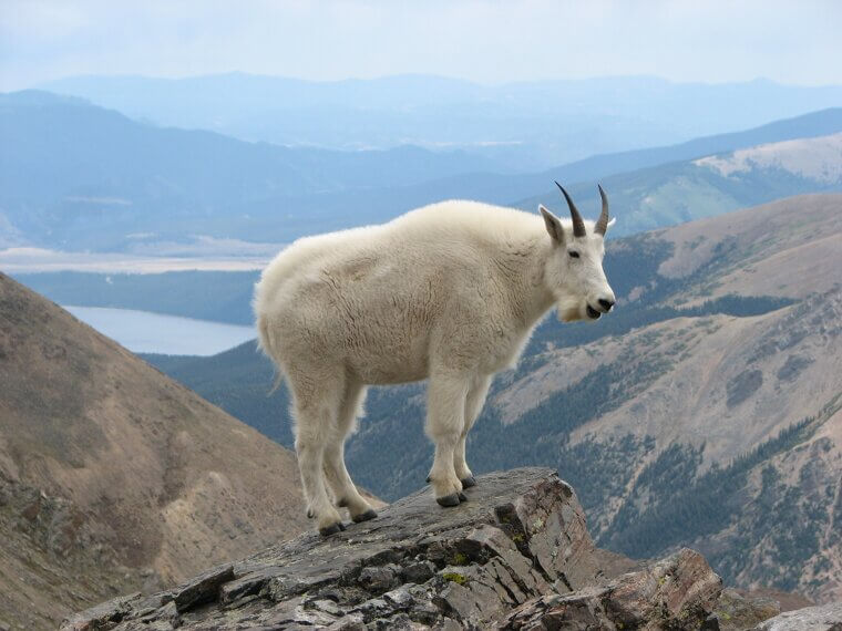 Mountain Goats Aren't Actually Goats