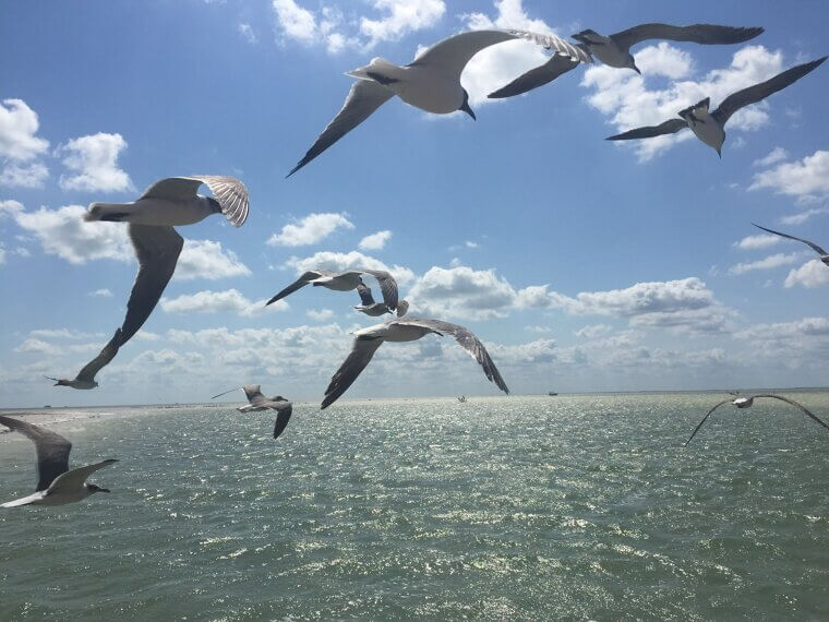 Migrating Birds Can "See" the Earth's Magnetic Field